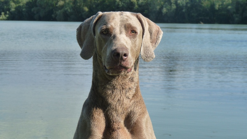 Fiona du clan d'olaf le gris