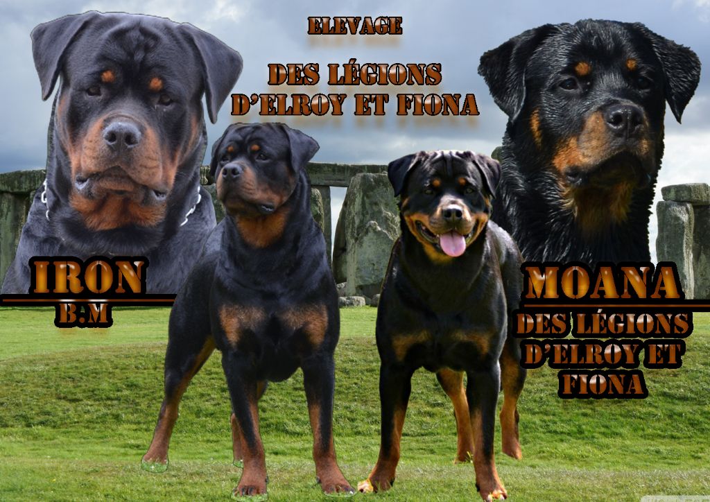 Chiot Rottweiler des Légions d' Elroy et Fiona